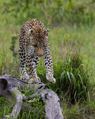 leopard on a fallen down dead tree