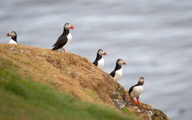 The atlantic puffin lives on the ocean and comes for nesting and breeding to the shore