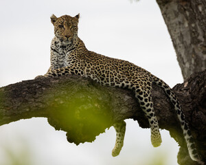 leopard posing in a marula tree