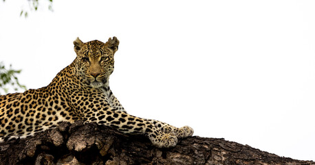 leopard posing in a marula tree