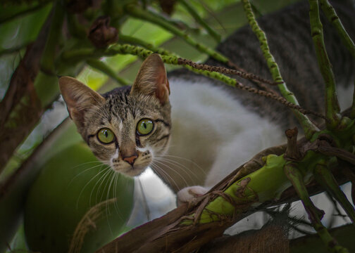 cute white and tabby cat lurks from a coconut tree 