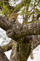 Fototapeta na wymiar leopard posing in a marula tree