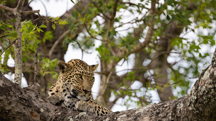 leopard posing in a marula tree