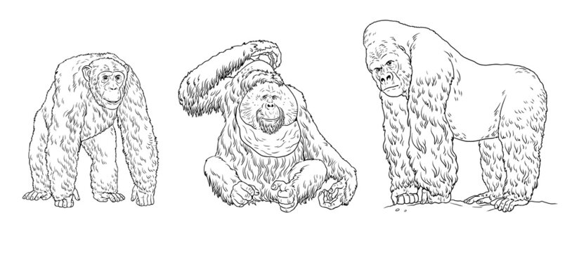 Gorilla, orangutan, chimpanzee illustration. Big apes for coloring book.