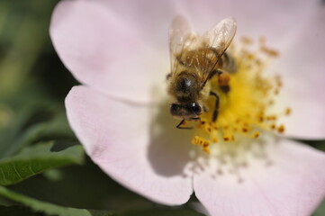 bee on a flower