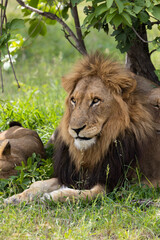 big black mane lion with his pride