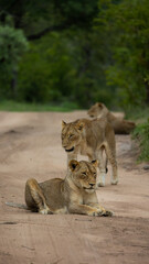 lioness in the wild of Africa