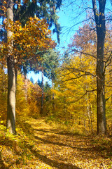 Beautiful forest autumn trail for walking. Fallen leaves from trees lie on the ground. Sunny autumn day.