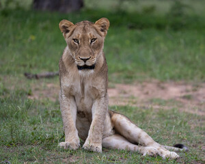lioness in the wild of Africa