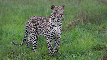 male leopard on the move in the rain