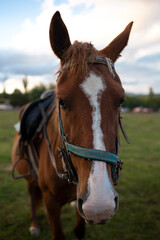 muzzle of an adult brown horse close up