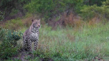 male leopard on the move in the rain