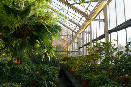 Summer inside greenhouse: rows of deciduous plants covered with green fresh leaves with autumn fall outdoor. View of yellow trees from botanical garden or orangery. Old glasshouse interior concept