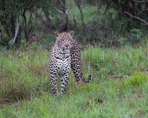 male leopard on the move in the rain