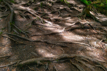 Large roots stick out of the ground. The root of a tree in the forest on a hiking trail.