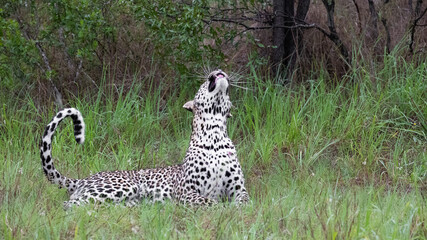 leopard whiskers in the rain
