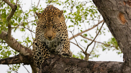 Obraz premium Leopard male in a marula tree