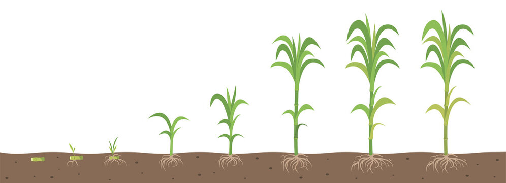 The stages of growing sugarcane with root system view in the soil.