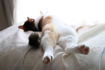 無防備な三毛猫