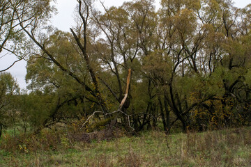 landscape on a cloudy autumn day