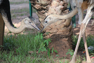 Rhea : free in a park, fighting with food, Pantanal, Brazil. The wildlife scene in Brazil. Bird with long neck. It is the second largest species of flightless bird native to South America.