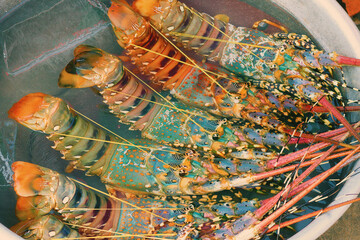 Freshness Lobster Close-up