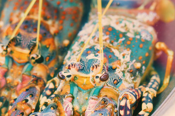 Freshness Lobster Close-up