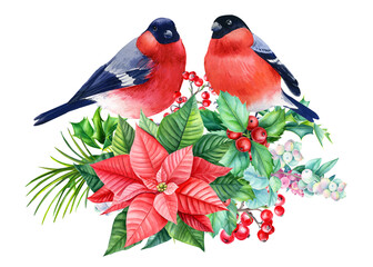 Bullfinches watercolor, Christmas red birds, hand drawn on isolated white background