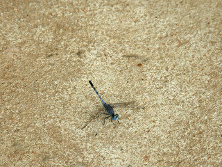 Dragonfly sitting on sea sand - yellow-winged darter - close up
