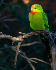 The superb parrot (Polytelis swainsonii) illuminated of the sunset rays