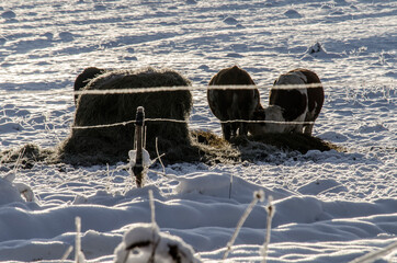 Krowa © wedrownik52