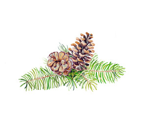 Pine branch with cones.Watercolor illustration.Postcard,decor,pattern.