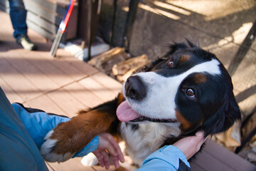 舌を出して人を見上げるバーニーズマウンテンドッグ