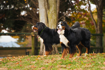 秋のドッグパークにいる二匹のバーニーズマウンテンドッグ