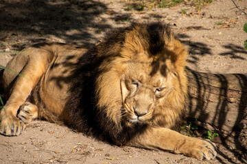 Lion , King of the jungle , Portrait Wildlife animal	
