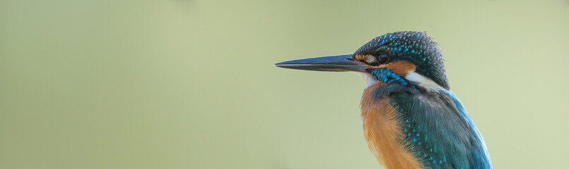 Male common kingfisher perching image with copy space.