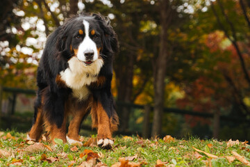 秋のドッグパークで歩くバーニーズマウンテンドッグ