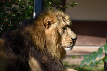 Lion , King of the jungle , Portrait Wildlife animal	

