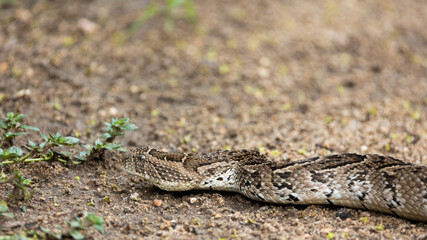 Puff adder very well camouflaged