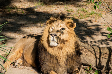 Naklejka premium Lion , King of the jungle , Portrait Wildlife animal 