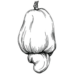 Cashew hand-drawn Vector Illustration isolated on white background. Retro style farm product for restaurant menu, market label, logo, emblem and kitchen design. Decoration for food packaging.