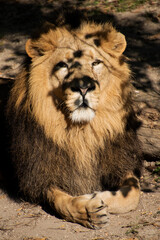 Lion , King of the jungle , Portrait Wildlife animal	
