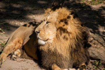Lion , King of the jungle , Portrait Wildlife animal	
