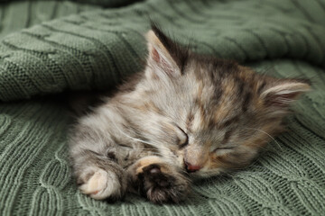 Cute kitten sleeping in knitted blanket. Baby animal