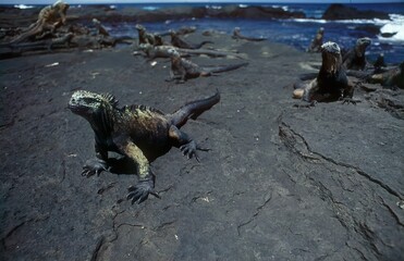 Marine iguana