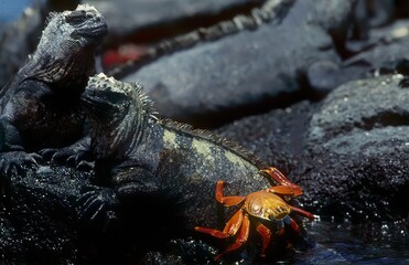 Marine iguana