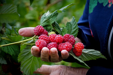 A handful of fresh raspberries in the hands of an old woman