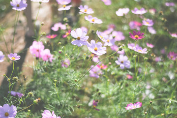 colorful cosmos flower field background 