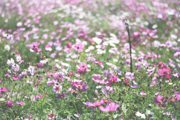 Naklejka premium colorful cosmos flower field background 
