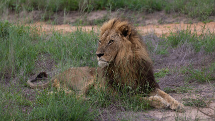 Mature male lion in the wild